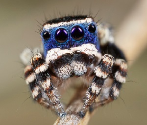 blue faced jumping spider with black and white legs