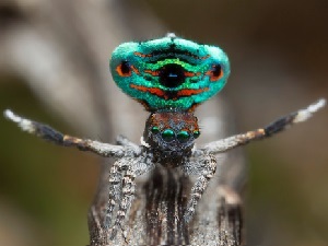 colorful jumping spider that looks like it has an oval face