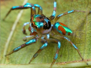 metallic colored jumping spider