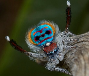 colorful jumping spider that looks like it has a round face
